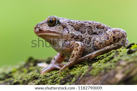 Single close up toad European common spadefoot (Pelobates fuscus) from Ukraine. Fascinating brown toad seating on a piece of dead wood covered with a green lichen in the nature habitat.  Royalty-Free Stock Photo #1182790009
