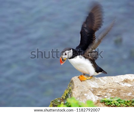 Puffins in Iceland, Europe