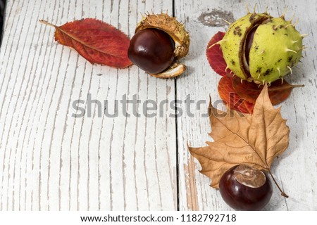 Background with chestnuts and leaves for autumn