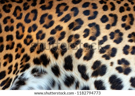 Real leopard skin fur texture for background