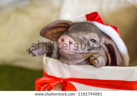 Christmas and new year card with cute newborn santa pig in gift present box. Decorations symbol of the year Chinese calendar. fir on background. Holidays, winter and celebration concept