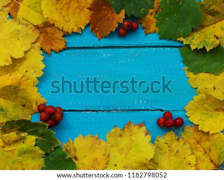 Autumn background yellow and green leaves and red  berries of rowan ,  on a wooden blue board. 