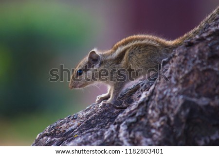 A Squirrel on the tree trunk looking curiously in its natural habitat with a nice soft green blurry background.