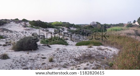 Dunes, sand and scrubland Mediterranean flora of Southern Italy.