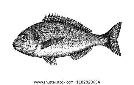 Ink sketch of gilt-head sea bream. Hand drawn vector illustration of fish isolated on white background. Retro style.