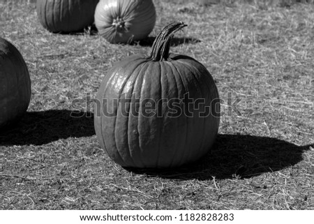Black and white photo of a large pumpkin in a field with a few other in the background on display at a Halloween holiday pumpkin patch event.