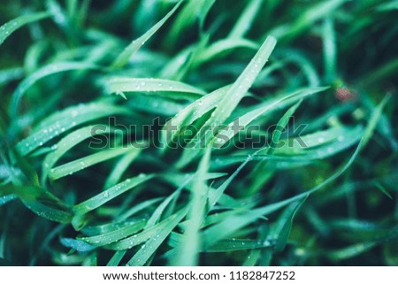 green fresh grass with drops of morning water dew after rain, nature background with raindrop, mockup backdrop leaf plant closeup, flora macro concept with the shine rays of the sun