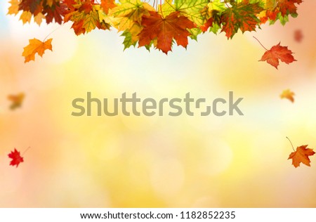 Beautiful  landscape with yellow trees,green grass and sun. Colorful foliage in the park. Falling  leaves natural background .