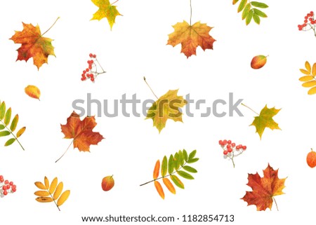 Autumn background. Fall colorful leaves and berries on white background, top view, flat lay 