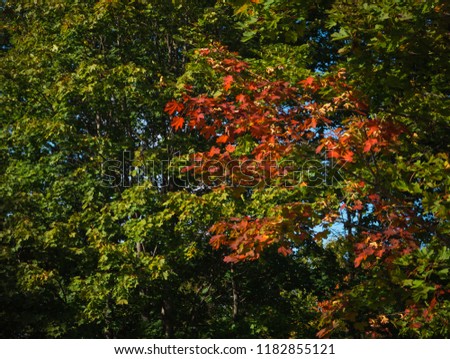 Red maple branch on a green tree background. Autumn natural background.
