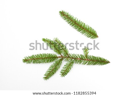 Beautiful Nature fresh green fir tree branch close up. Spruce branch isolated on white background for design. Top view. Flat lay