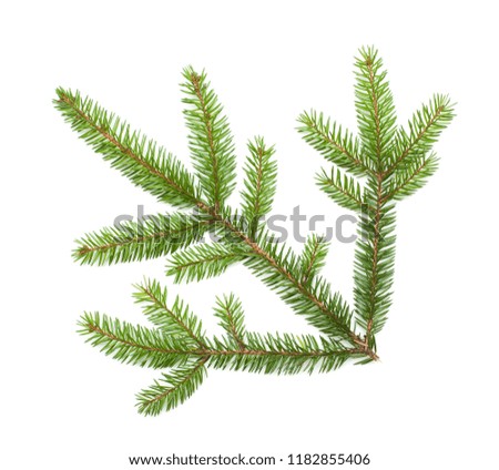 Beautiful Nature fresh green fir tree branch close up. Spruce branch isolated on white background for design. Top view. Flat lay