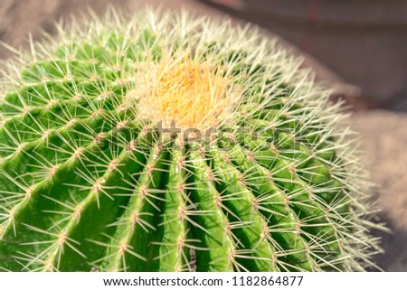 Echinocactus Grusonii, golden barrel cactus, close up