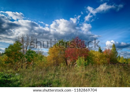 Magical Autumn Forrest. Colorful Fall Leaves. Romantic Background. Sunrays before Sunset.