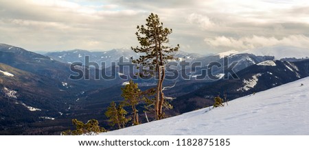 Winter mountain view in Carpathian mountains with dramatic clouds and pine tree on a hill