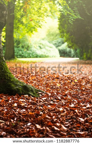 Colorful and bright background made of autumn leaves, beautiful fall season in the park 