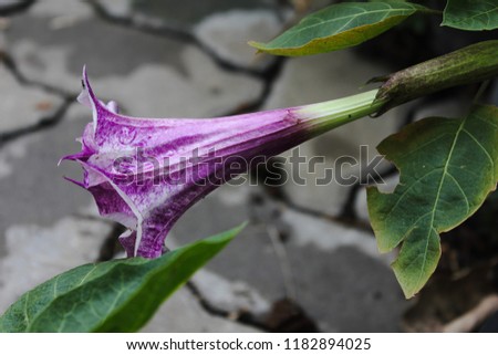 Purple "Devil's Trumpet" flower (or Downy Thorn Apple, Hindu Datura, Horn of Plenty) in the garden