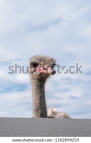Screaming ostrich with an open mouth. Portrait. Selective focus