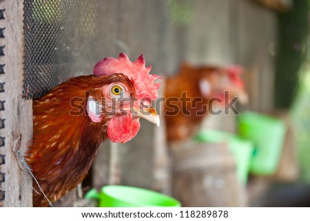 chicken egg in old farm