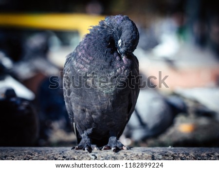 A proud pigeon sits on a hill in the background of a street in a big city. Selective focus