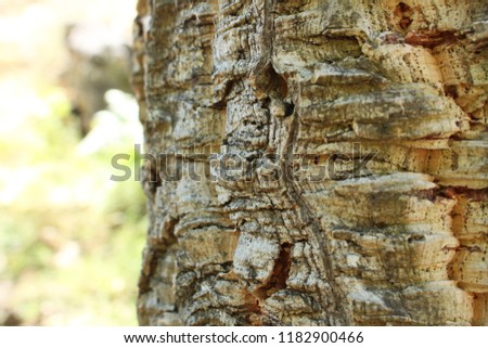 Close up of bark from a cork oak tree from Portugal. Nature shallow depth of field.