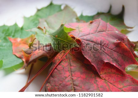 Maple leaves pile