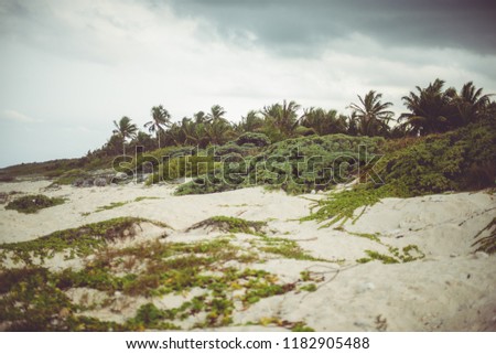 Low angle picture of a virgin beach in the caribbean with green plants on the sand and coconut palmtree on the background