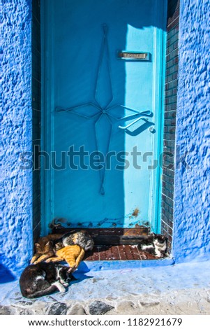 cats sleeping and resting in front of blue entrance in blue village of chefchaouen in morocco