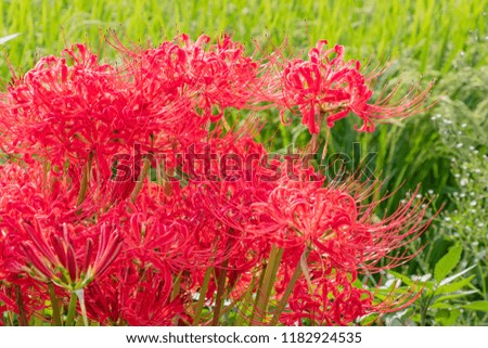 cluster amaryllis and early autumn rice field