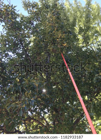 Picker tool in pear tree at harvest time