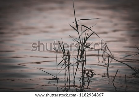 Green tufts of aquatic grass plants reflected in the slightly rippled water in the evening sunlight, soft toning. Nature concept. A place for your inscription.