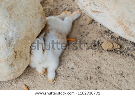 brown and white rabbit, bunny pet

