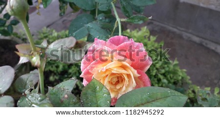 Flowers roses garden