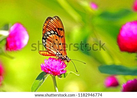 A Butterfly on Globe amaranth