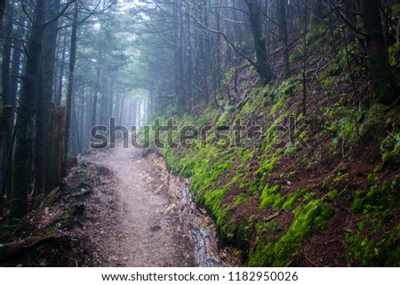 Foggy trail amongst the trees