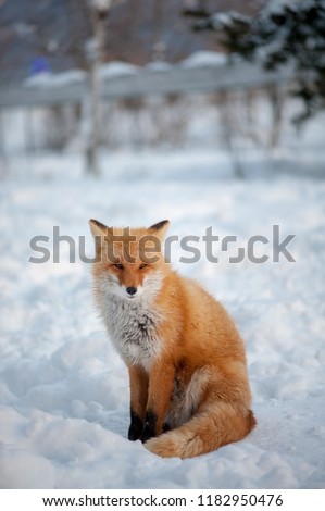 Red fox in winter hokkaido