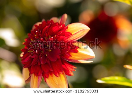close up of a red dahlia flower