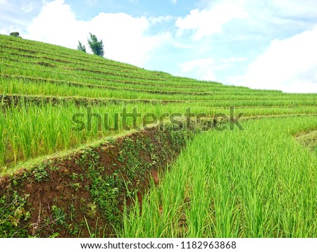 Rice terraces fields on the mountain, the green plantation for human food