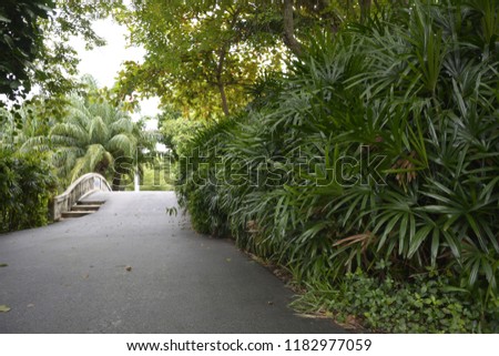 Palm in the garden