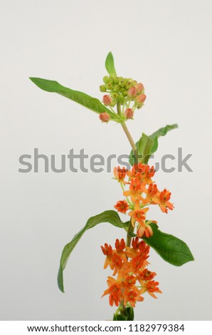 Orange Asclepias flower for background
