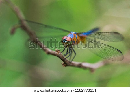 Macro shots, Beautiful nature scene dragonfly. Showing of eyes and wings detail. Dragonfly in the nature habitat using as a background or wallpaper.The concept for writing an article