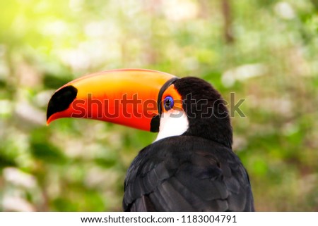 Portrait of Toucan Toco bird close up sitting back on a branch of tree in rainforest. Also known as the common toucan or toucan. Tropical bird of Central and eastern South America 