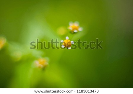 Daisy flower with green leaf