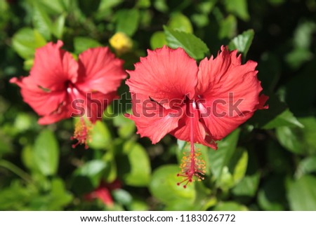 flower  red hibiscus macro 