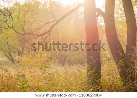 magic ray of light in the autumn forest, toned picture, autumn landscape