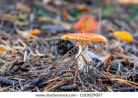 Mushroom fly agaric in the woods close-up - a dangerous poisonous mushroom