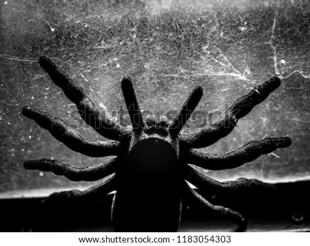 Black huge spider tarantula with cobweb on window glass background black and white style. Mysterious and horror house concept.