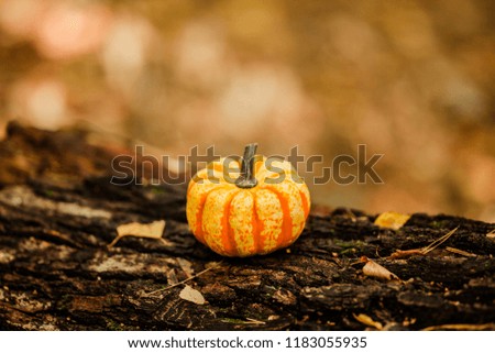 Autumnal banner for Thanksgiving Day with variety of pumpkin on dark  wooden background with copy space
