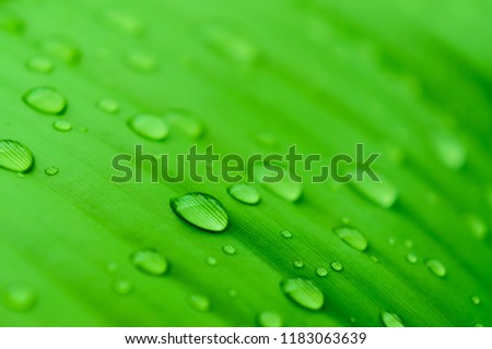 Rain drops on green leaf after falling rain, tropical rainforest, Thailand.