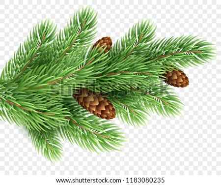 Fir tree branch realistic Christmas illustration. Spruce color twig with pinecones on transparent background. Fir-tree with pine cones. New Year greeting card, banner design element. Isolated vector